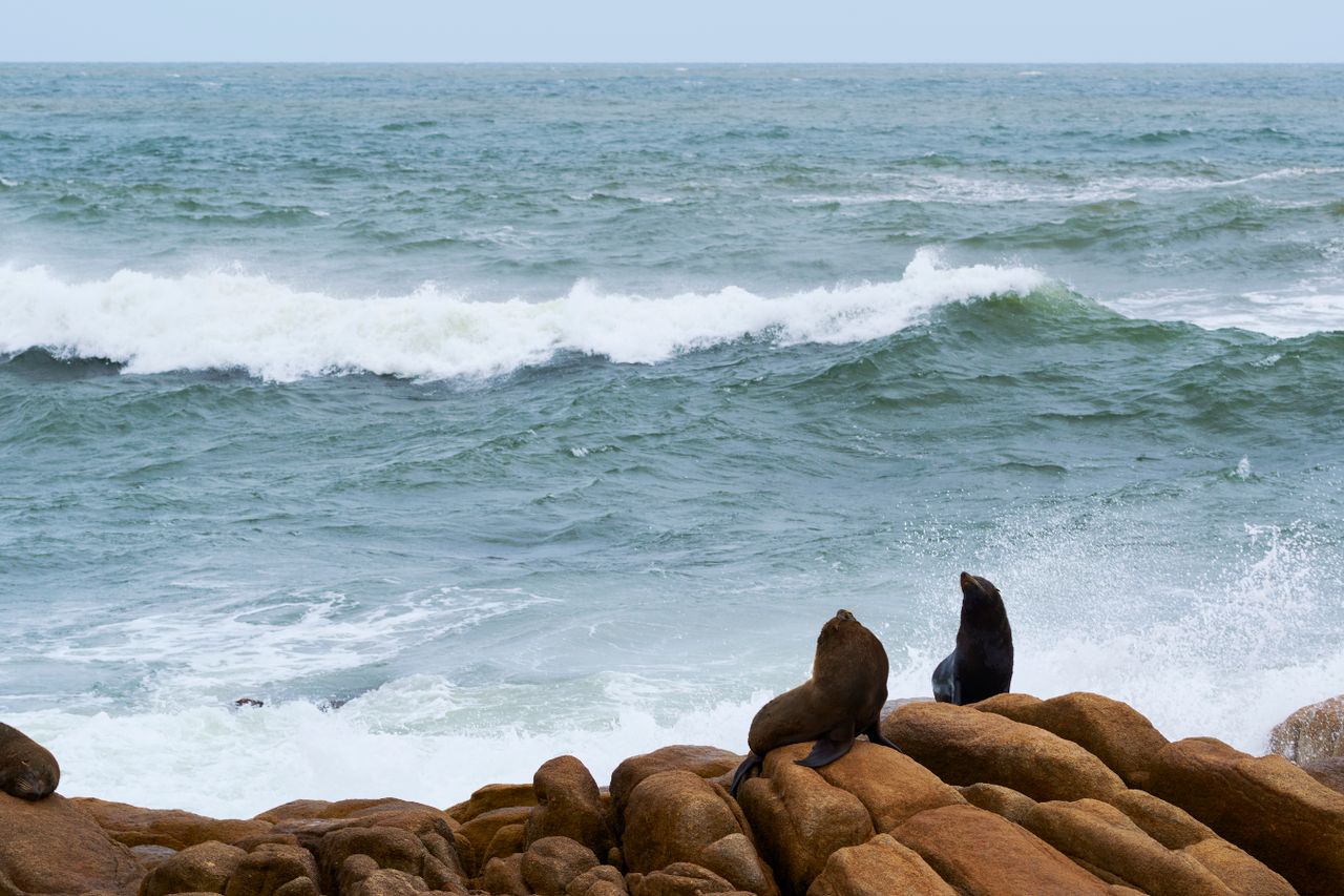 Costa de Península Valdés preparada para la observación responsable de fauna marina